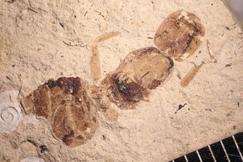 Media type: image;   Entomology PALE-14577